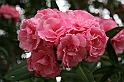Kanary_2010 040